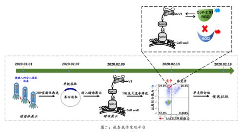 济民可信新冠病毒特异性中和抗体JMB2002启动I期临床试验，依托高通量筛选技术