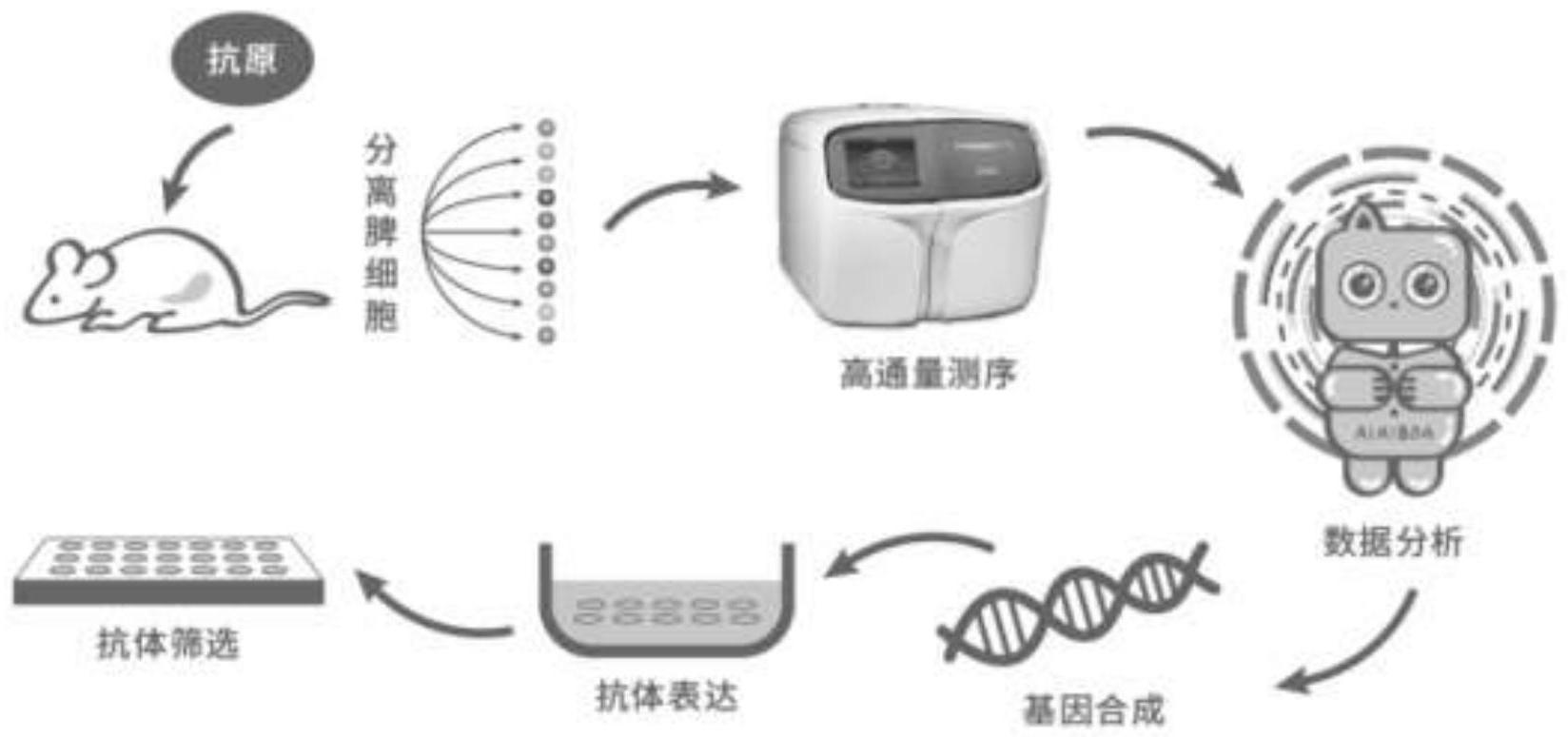 PD-L1蛋白抗体、试剂盒和用途